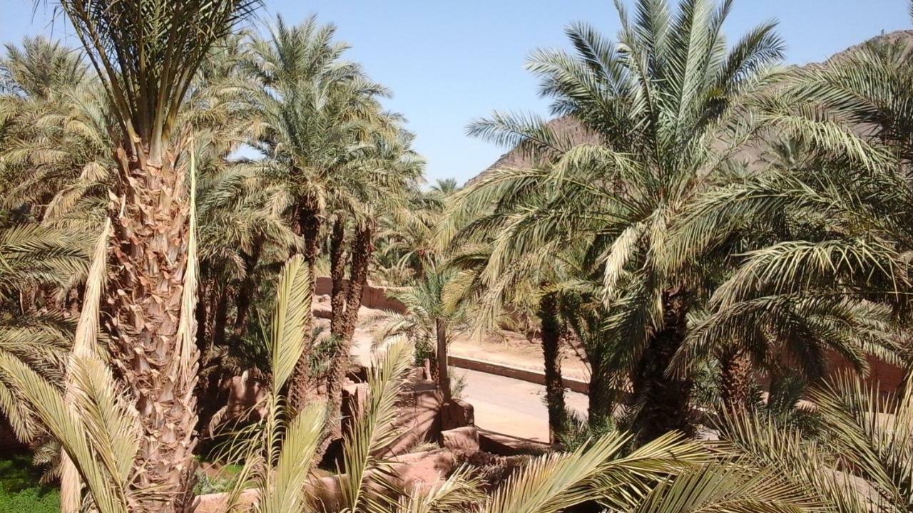 Dar Nekhla Acomodação com café da manhã Zagora Exterior foto